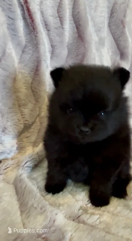 Wednesday  – Pomeranian puppy for sale in Redding, CA