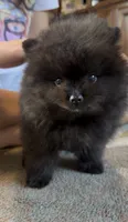 Pugsley, a male Pomeranian for sale in Redding, CA – 4 of 7