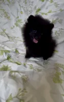 Shasta, a female Pomeranian for sale in Redding, CA – 8 of 10