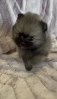 Six, a female Pomeranian for sale in Redding, CA – 9 of 10