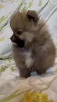 Tiramisu, a female Pomeranian for sale in Redding, CA – 5 of 10