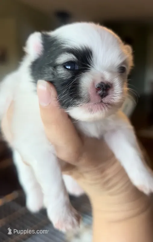 Joey – Pomeranian puppy for sale in Redding, CA