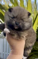 Tiramisu, a female Pomeranian for sale in Redding, CA – 4 of 10