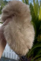 Gelato, a male Pomeranian for sale in Redding, CA – 5 of 10