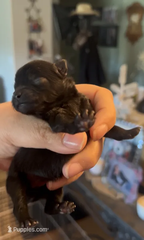 Trinity – Pomeranian puppy for sale in Redding, CA