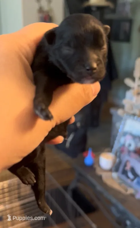 Shasta – Pomeranian puppy for sale in Redding, CA