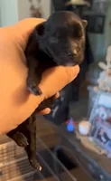 Shasta, a female Pomeranian for sale in Redding, CA – 1 of 6