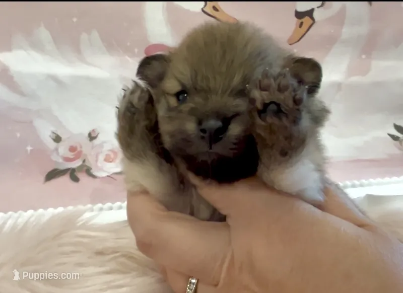 Sapphire – Pomeranian puppy for sale in Redding, CA