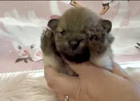 Sapphire, a female Pomeranian for sale in Redding, CA – 1 of 10
