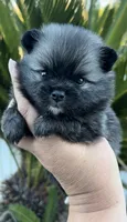 Nick, a male Pomeranian for sale in Redding, CA – 7 of 10