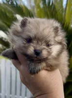 Gelato, a male Pomeranian for sale in Redding, CA – 9 of 10