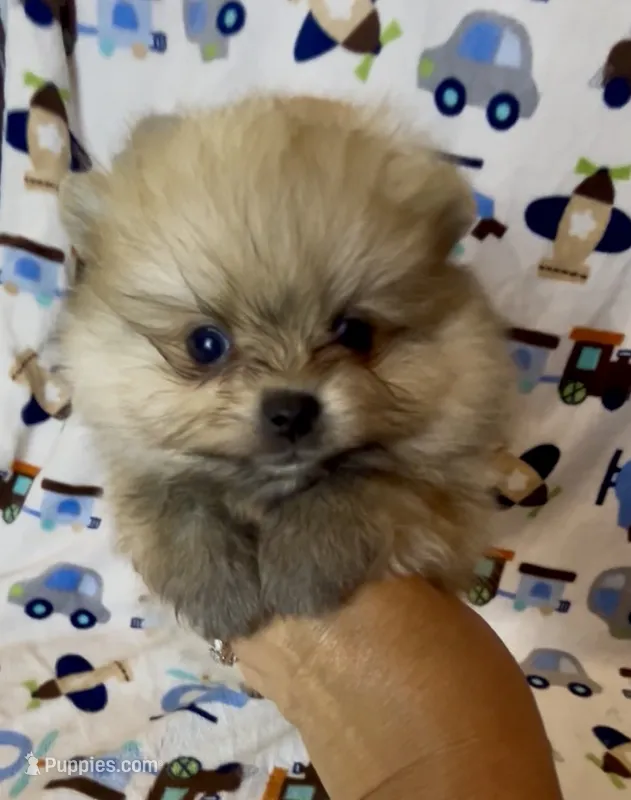 Gelato – Pomeranian puppy for sale in Redding, CA