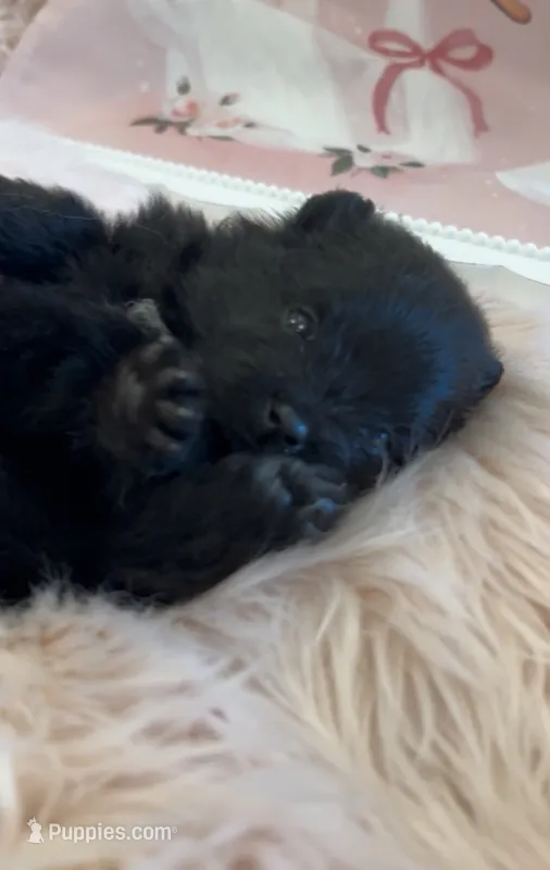 Shasta – Pomeranian puppy for sale in Redding, CA