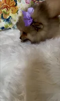 Biscotti, a female Pomeranian for sale in Redding, CA – 8 of 10