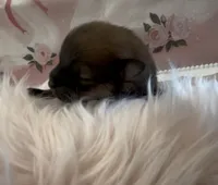 Sapphire, a female Pomeranian for sale in Redding, CA – 3 of 9
