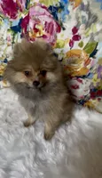 Biscotti, a female Pomeranian for sale in Redding, CA – 6 of 10