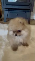 Gelato, a male Pomeranian for sale in Redding, CA – 2 of 10