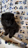 Gomez, a male Pomeranian for sale in Redding, CA – 7 of 10