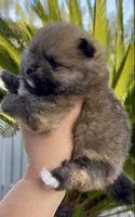 Tiramisu, a female Pomeranian for sale in Redding, CA – 9 of 10