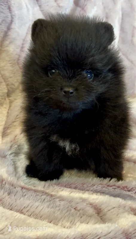 Shasta – Pomeranian puppy for sale in Redding, CA