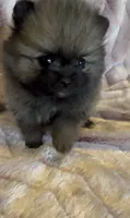 Six, a female Pomeranian for sale in Redding, CA – 7 of 10