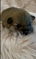 Sapphire, a female Pomeranian for sale in Redding, CA – 4 of 10