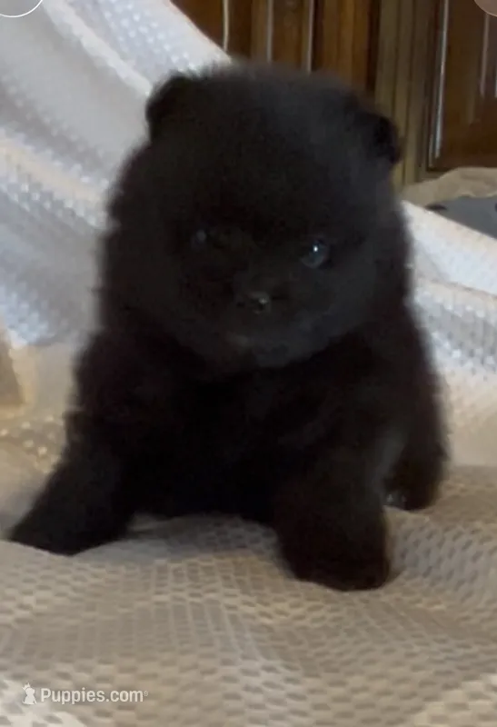 Gomez – Pomeranian puppy for sale in Redding, CA