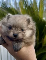 Gelato, a male Pomeranian for sale in Redding, CA – 2 of 10