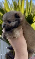 Biscotti, a female Pomeranian for sale in Redding, CA – 9 of 10
