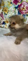 Biscotti, a female Pomeranian for sale in Redding, CA – 9 of 10