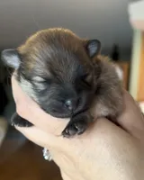 Sapphire, a female Pomeranian for sale in Redding, CA – 8 of 10