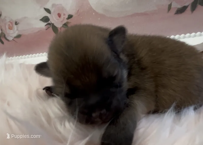 Sapphire – Pomeranian puppy for sale in Redding, CA