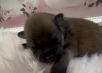 Sapphire, a female Pomeranian for sale in Redding, CA – 1 of 9