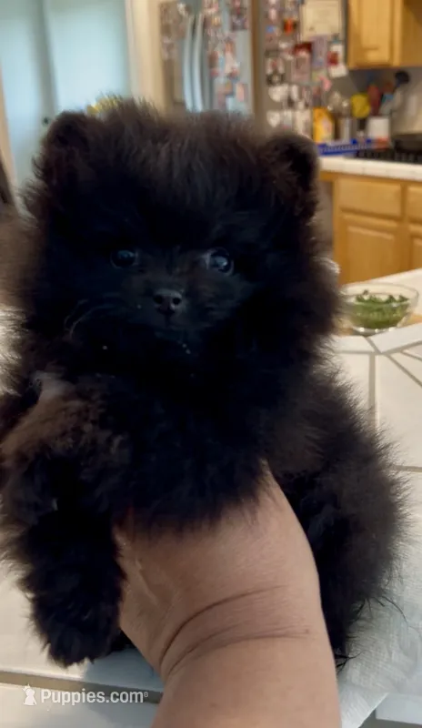 Shasta – Pomeranian puppy for sale in Redding, CA
