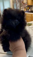 Shasta, a female Pomeranian for sale in Redding, CA – 1 of 10