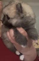 Margarita, a female Pomeranian for sale in Redding, CA – Photo 3 of 10