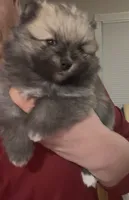 Margarita, a female Pomeranian for sale in Redding, CA – Photo 10 of 10