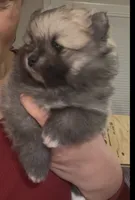 Margarita, a female Pomeranian for sale in Redding, CA – Photo 7 of 10