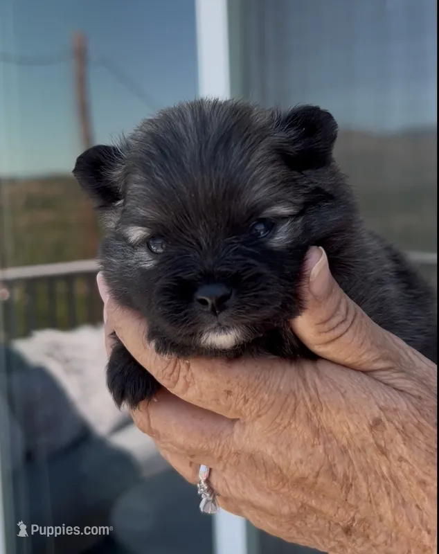 Nick – Pomeranian puppy for sale in Redding, CA