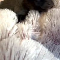 Ella Rose , a female Pomeranian for sale in Redding, CA – Photo 4 of 10