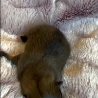 Ella Rose , a female Pomeranian for sale in Redding, CA – Photo 10 of 10