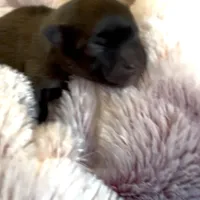 Ella Rose , a female Pomeranian for sale in Redding, CA – Photo 2 of 10