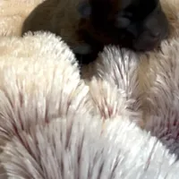 Ella Rose , a female Pomeranian for sale in Redding, CA – Photo 3 of 10