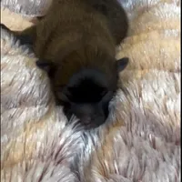 Ella Rose , a female Pomeranian for sale in Redding, CA – Photo 1 of 10