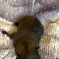 Ella Rose , a female Pomeranian for sale in Redding, CA – Photo 9 of 10