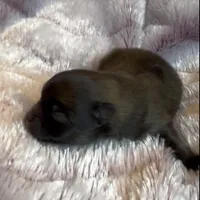 Ella Rose , a female Pomeranian for sale in Redding, CA – Photo 8 of 10