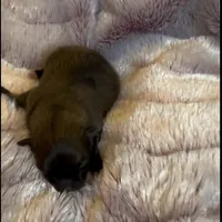 Ella Rose , a female Pomeranian for sale in Redding, CA – Photo 7 of 10