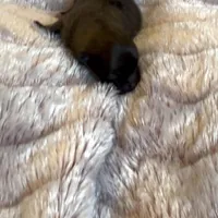 Ella Rose , a female Pomeranian for sale in Redding, CA – Photo 6 of 10