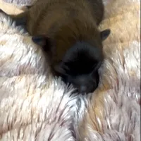 Ella Rose , a female Pomeranian for sale in Redding, CA – Photo 5 of 10