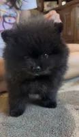 Pugsley, a male Pomeranian for sale in Redding, CA – 3 of 7